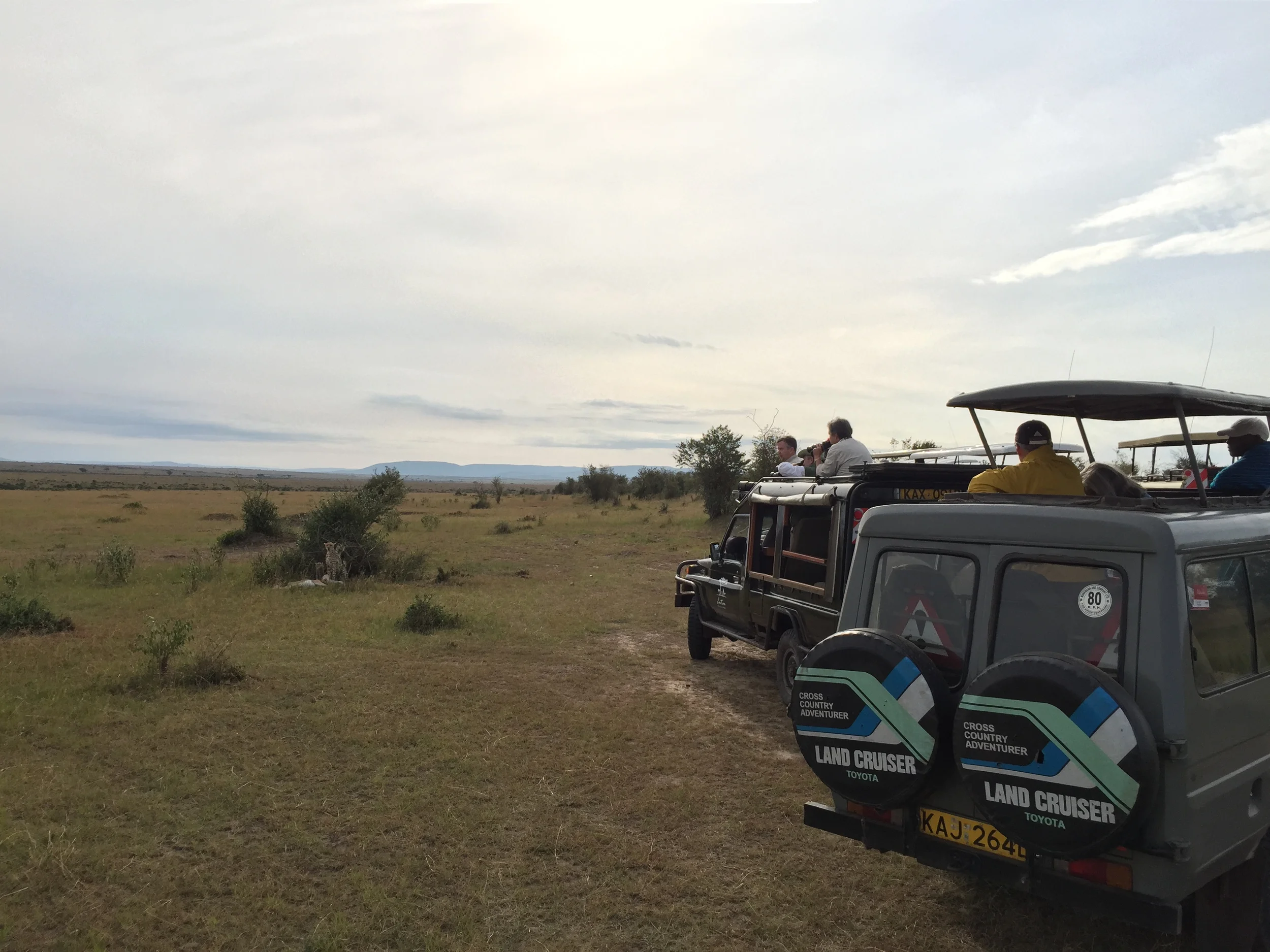 Day 5: We saw a Nat Geo worthy kill in the mara. A mother cheetah with three cubs in tow, chased down a Thompson gazelle, sinking its tee....you know the rest. Truly was epic.