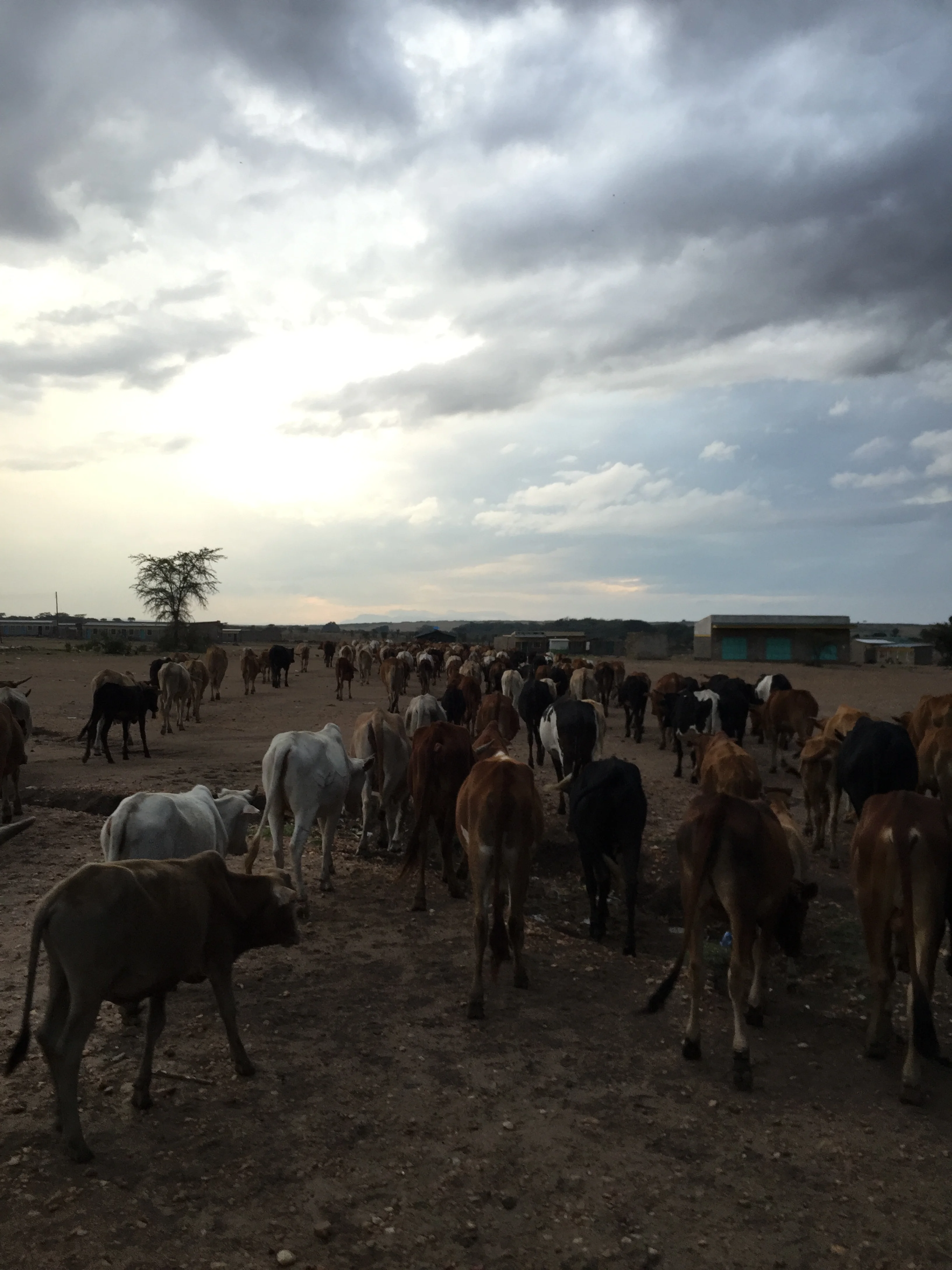  Day 5: Rush hour on the Mara.&nbsp; 