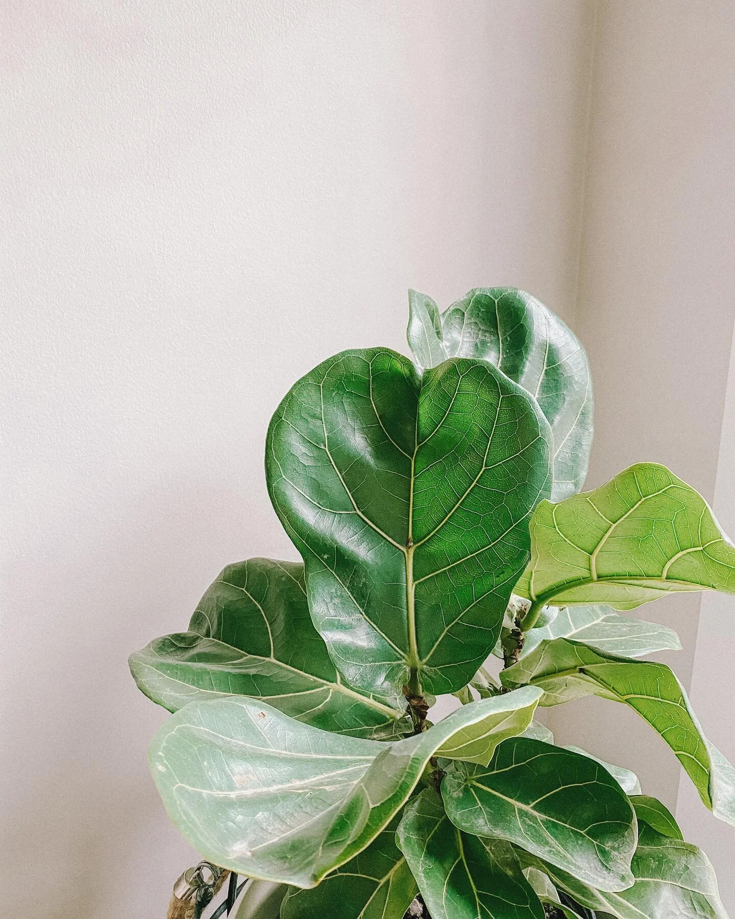 More indoor plants all 2021 🌱