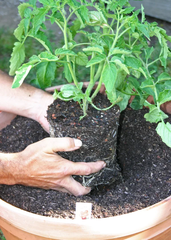 BackyardGardenA.jpg