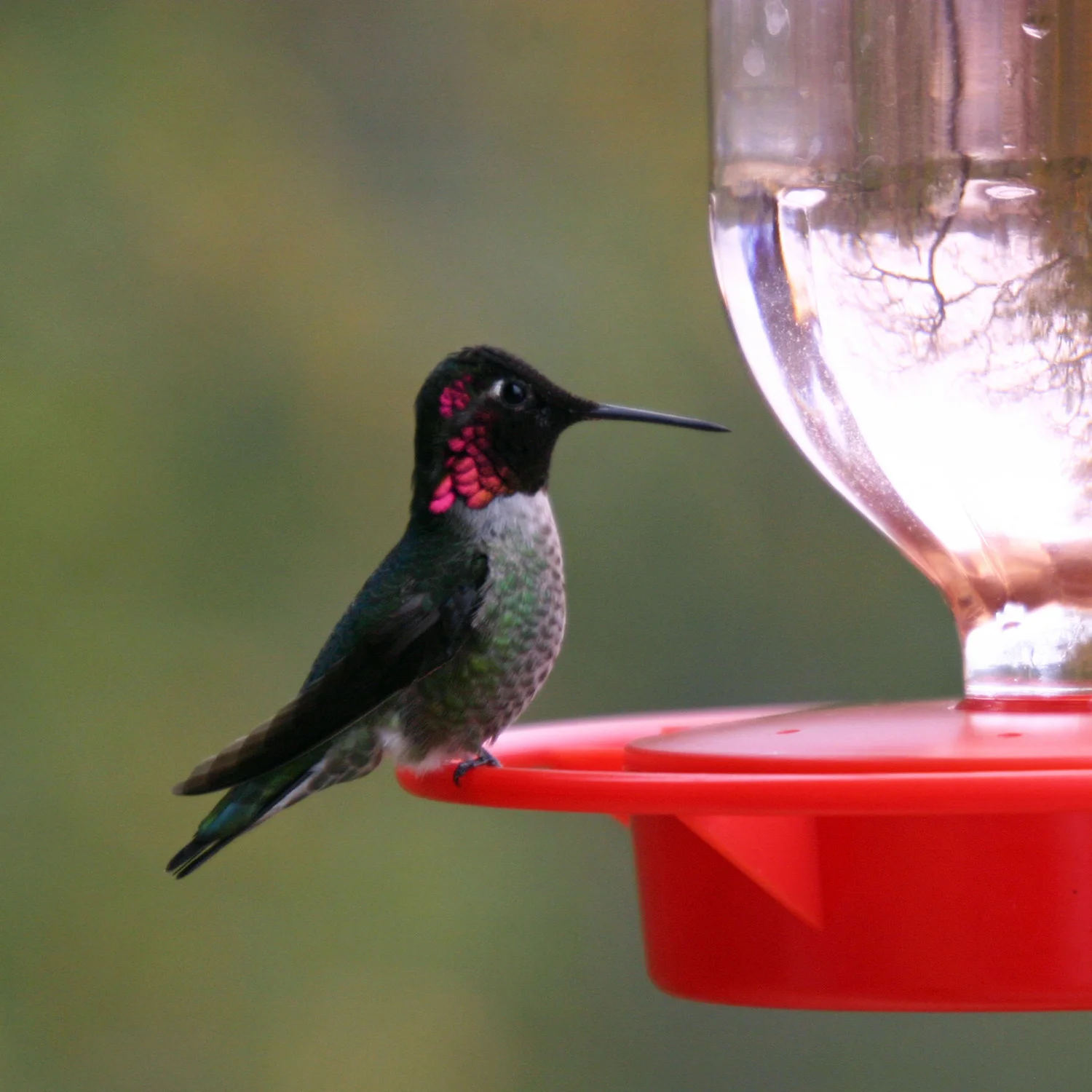 Hummingbird Breakfast Lake Nacimiento CA S.jpg
