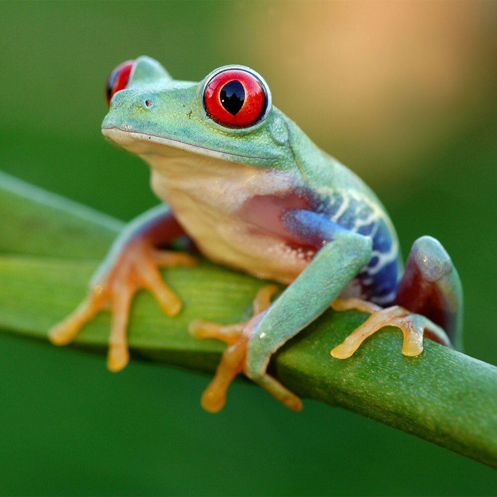 tropical rainforest tree frogs