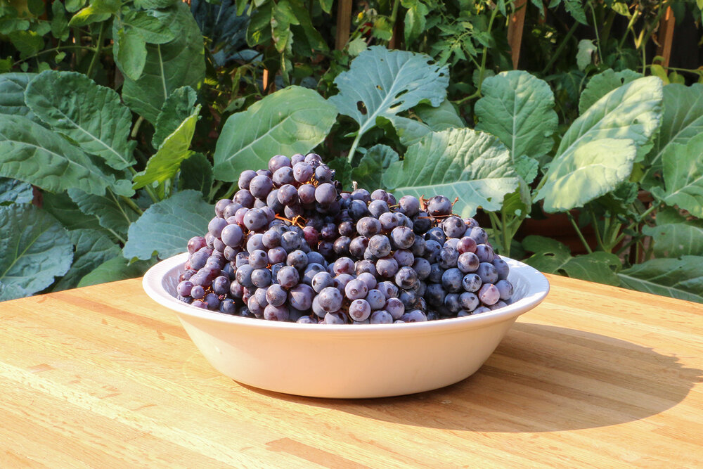 Fresh picked Organic Zinfandel Grapes