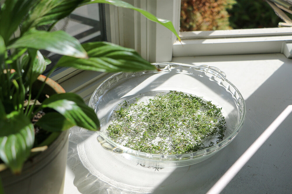 Dried thyme on reusable baking dish