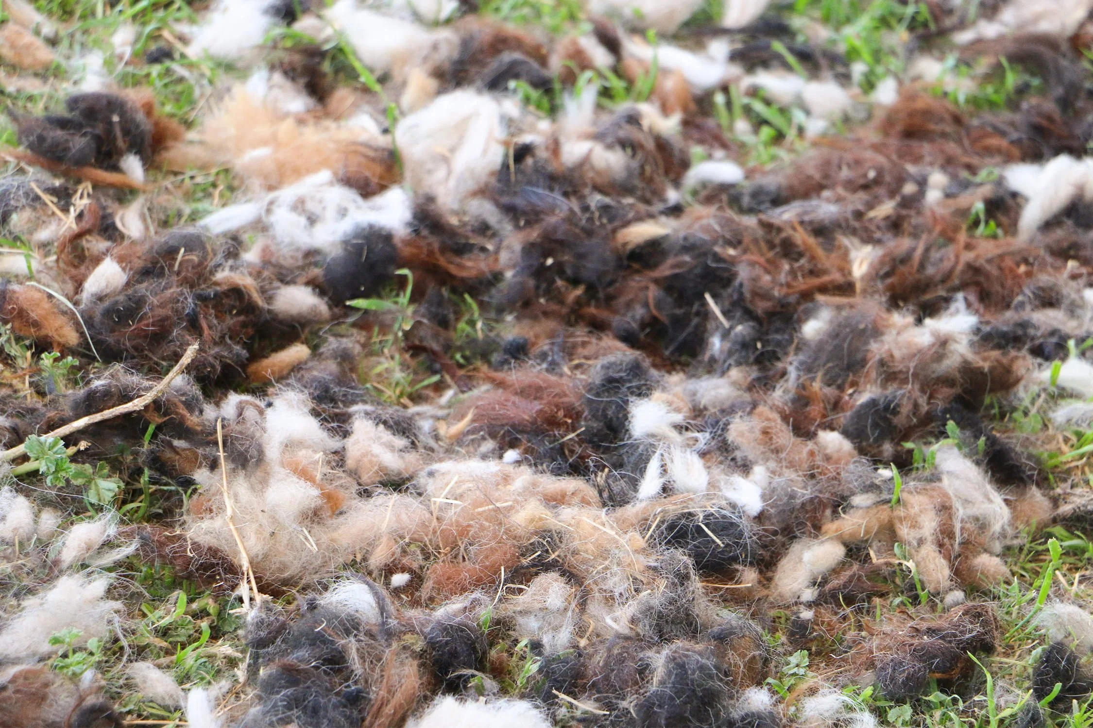 Introducing Alpaca Wool Dryer Balls — Simple Ecology