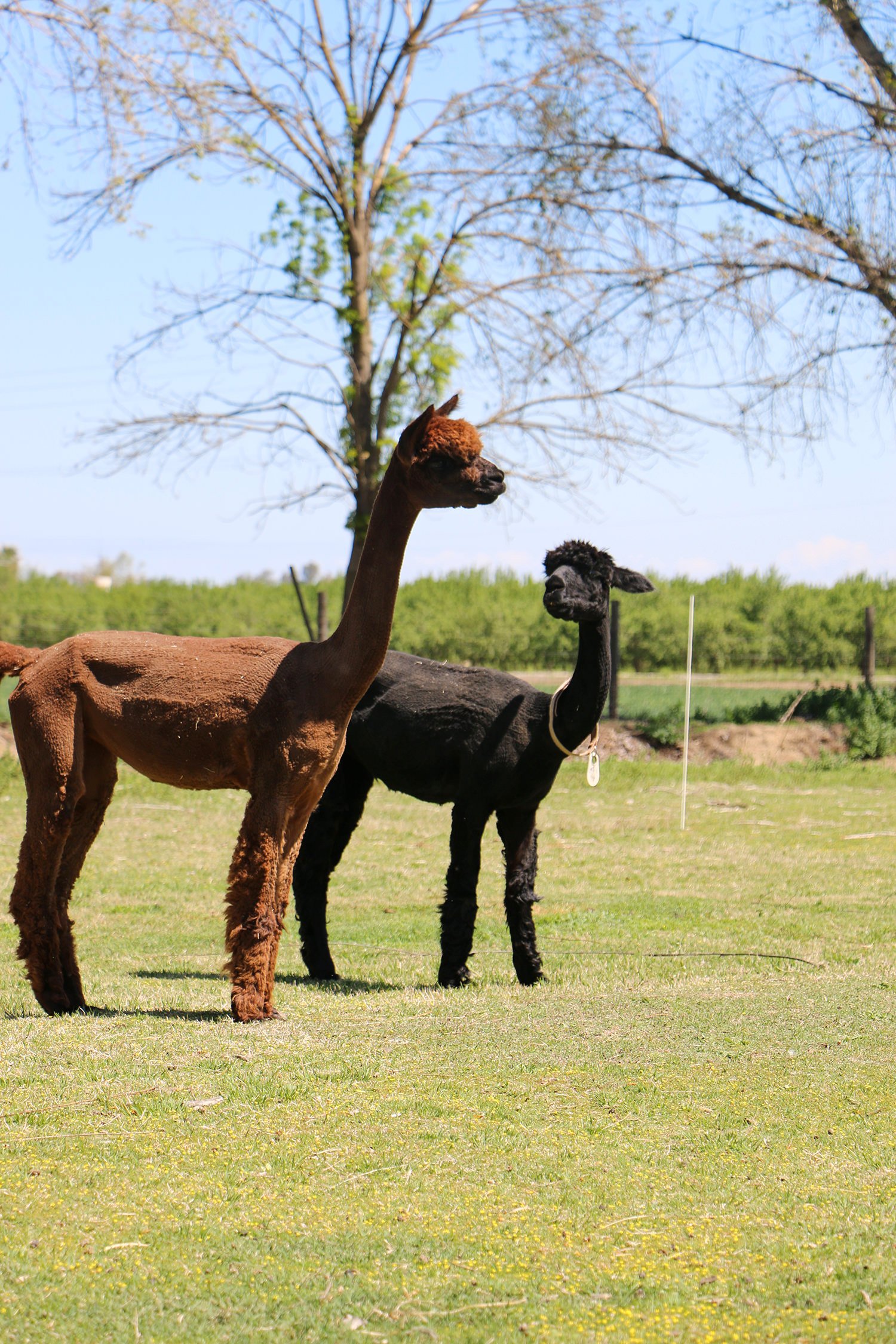 Alpacas 1 (S).jpg