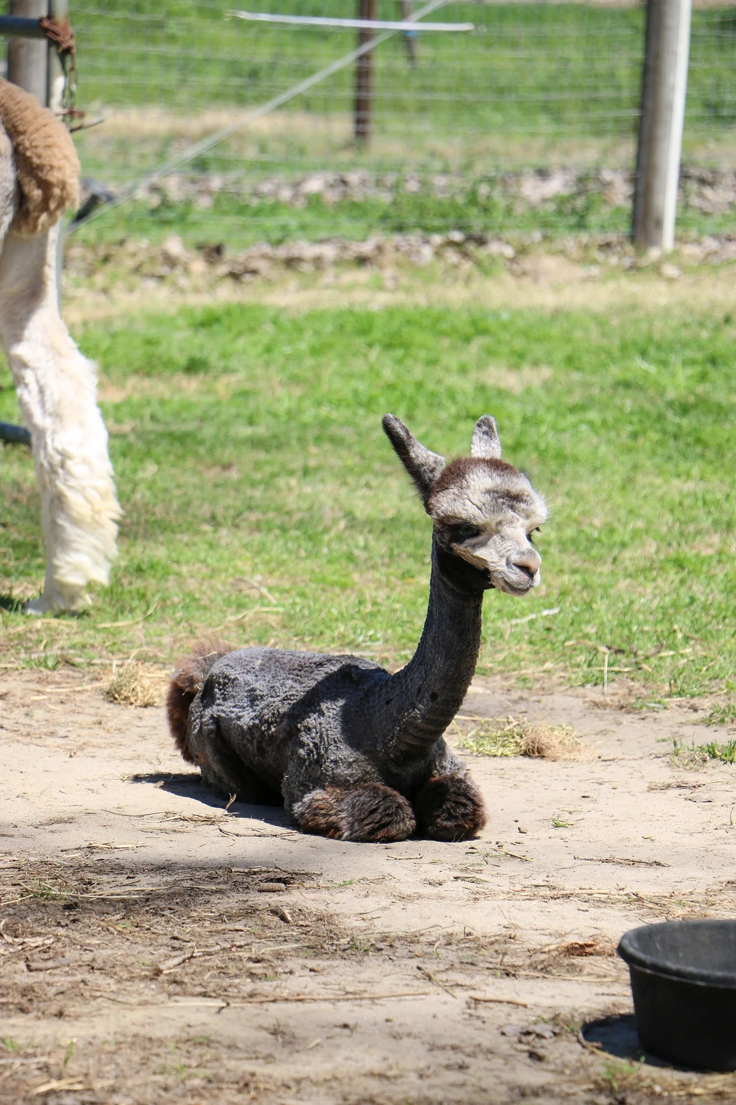 Introducing Alpaca Wool Dryer Balls — Simple Ecology