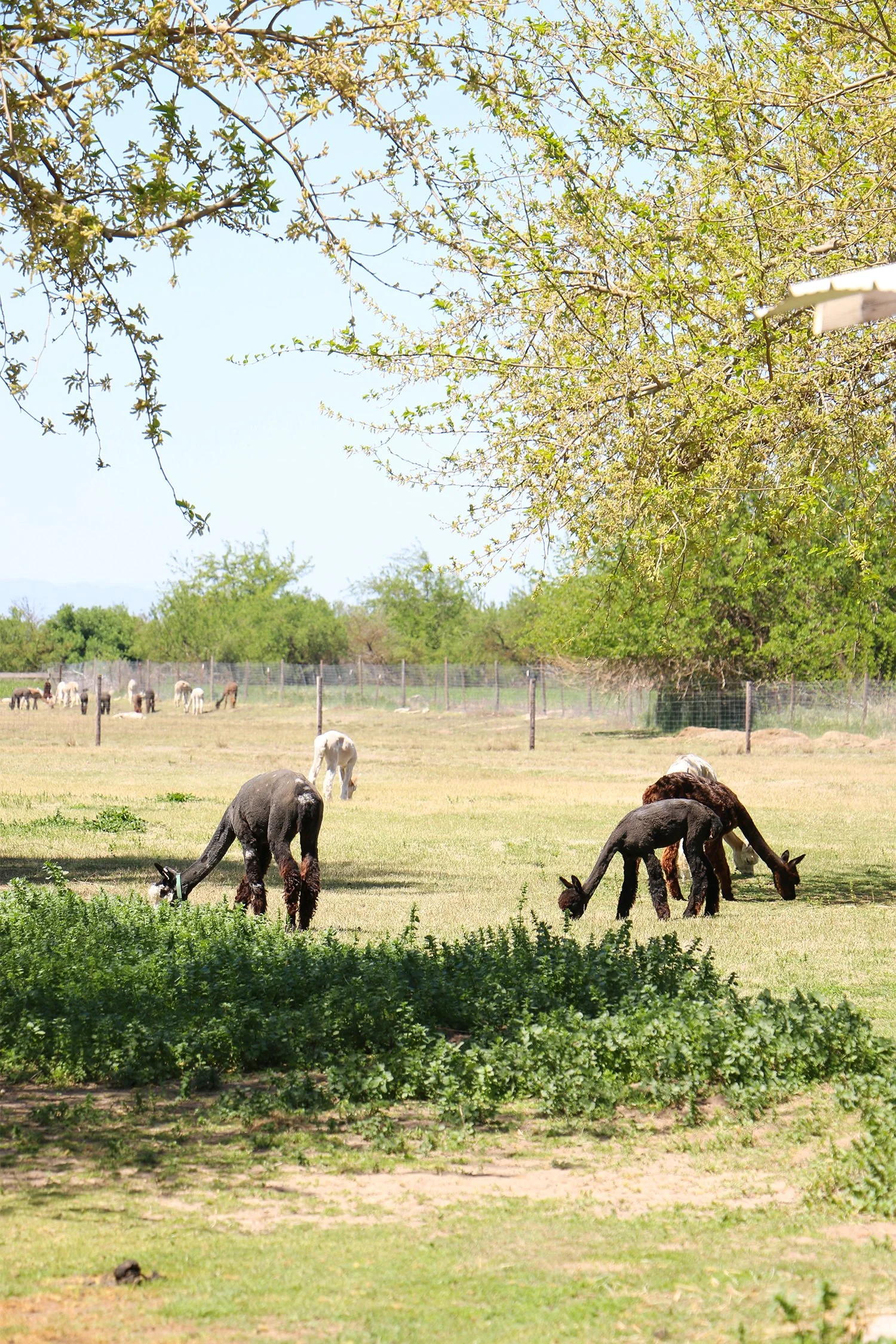 Introducing Alpaca Wool Dryer Balls — Simple Ecology