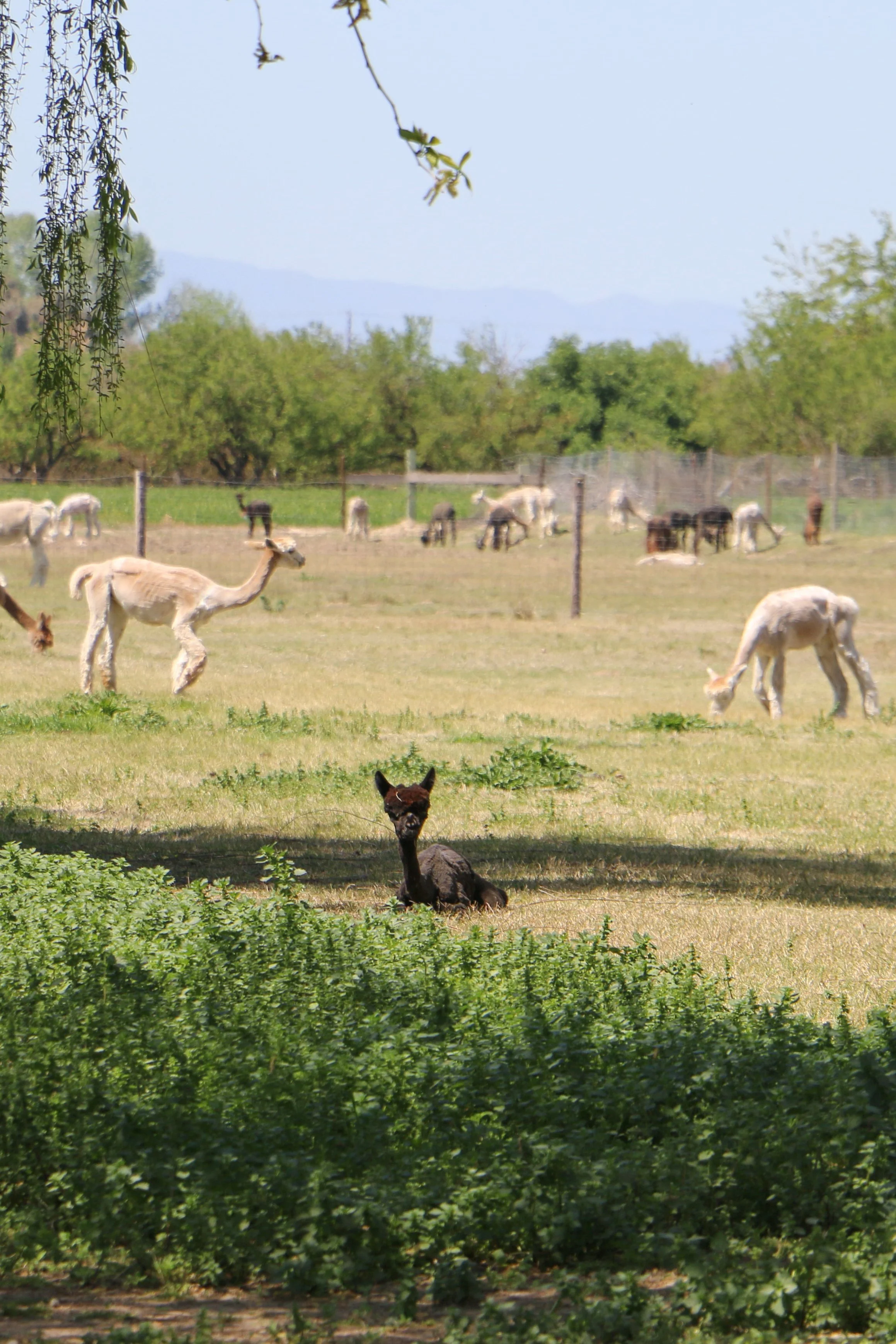 Introducing Alpaca Wool Dryer Balls — Simple Ecology