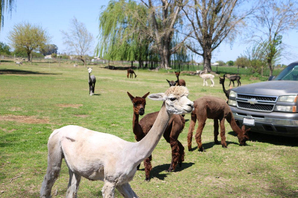 Alpacas w_ Car (S).jpg