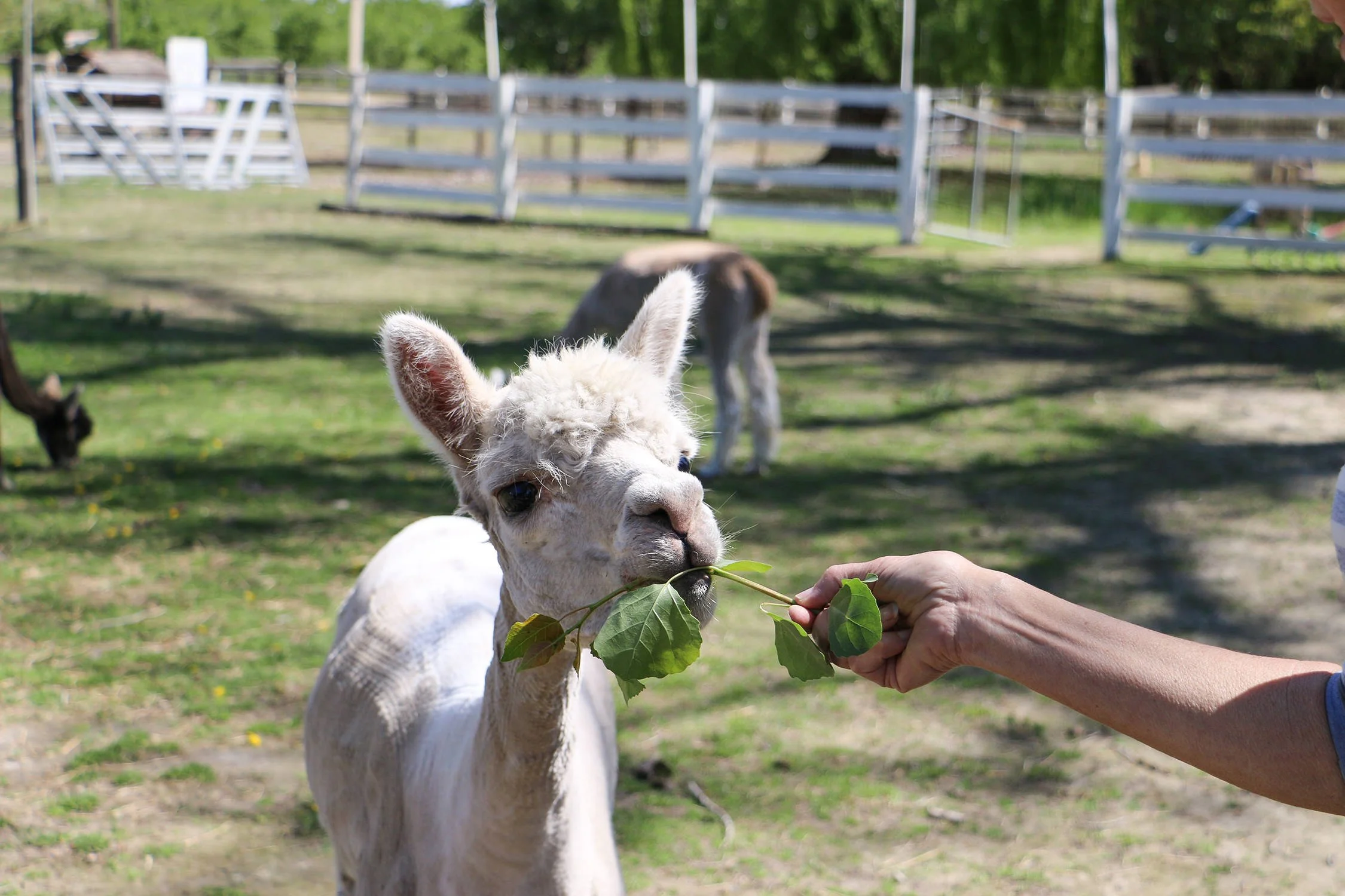 Introducing Alpaca Wool Dryer Balls — Simple Ecology