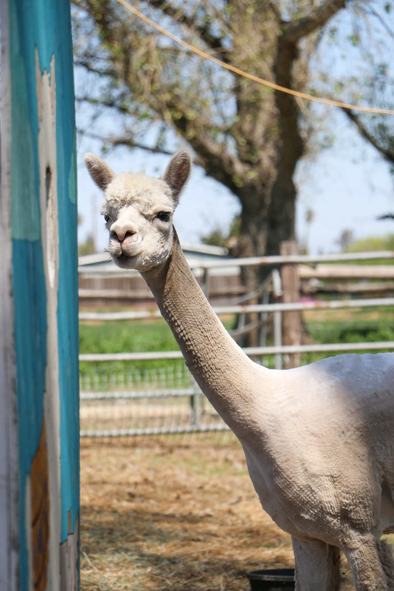 Introducing Alpaca Wool Dryer Balls — Simple Ecology