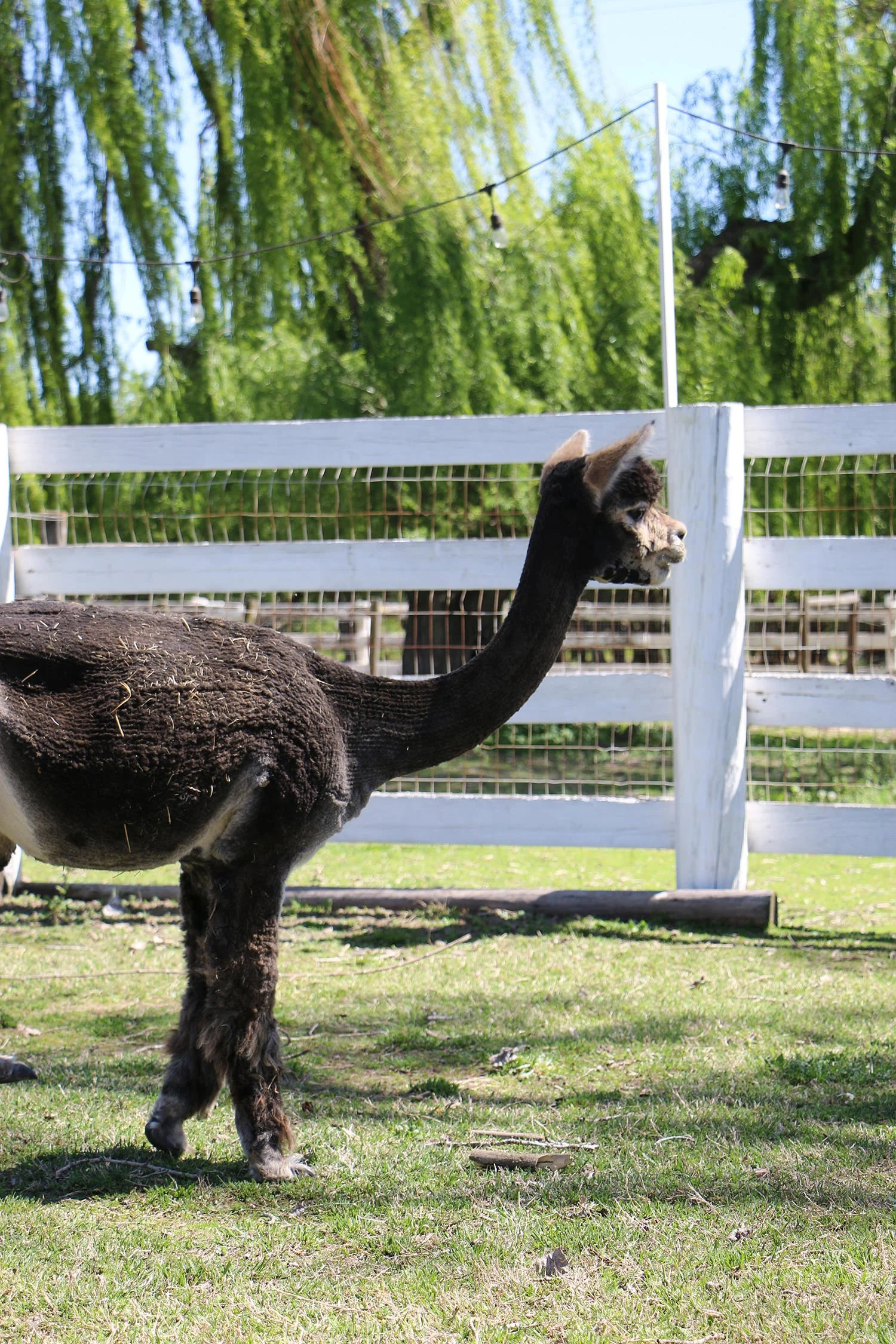 Introducing Alpaca Wool Dryer Balls — Simple Ecology