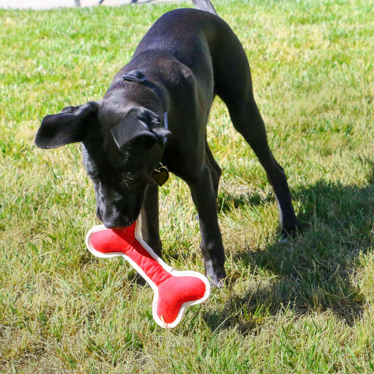 Dog toys in action 2.jpg