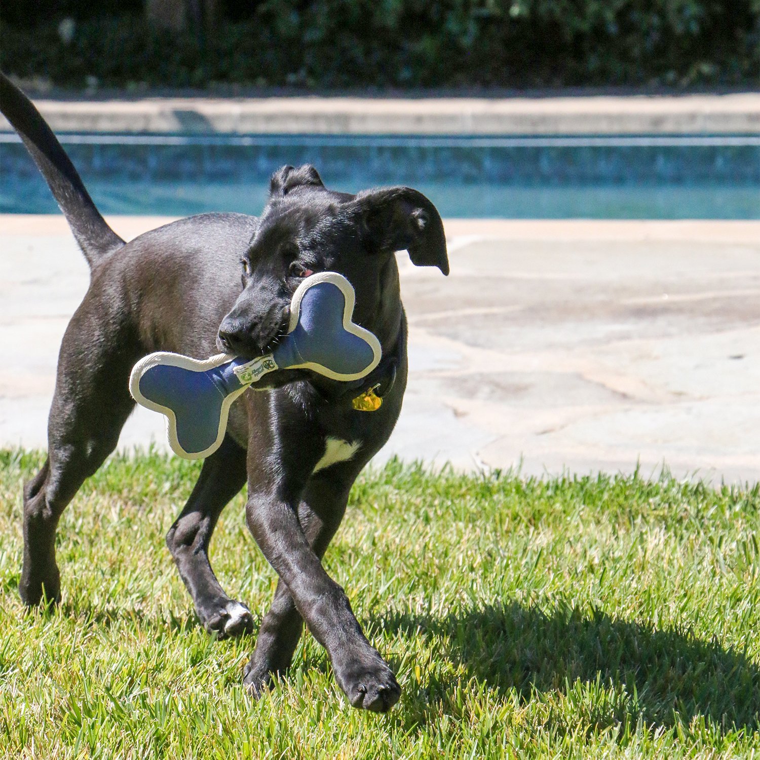 Dog toys in action 1.jpg