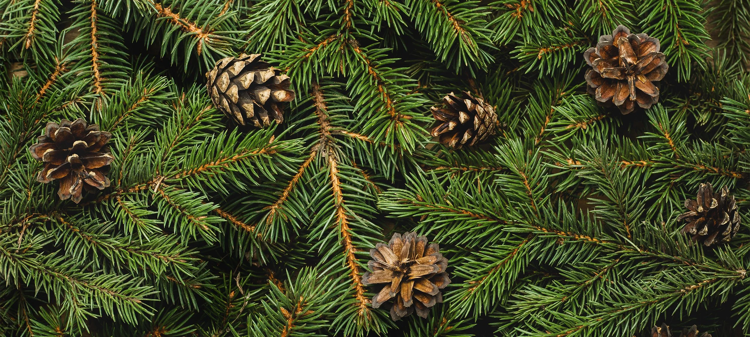 Guide to a Sustainable Holiday Season