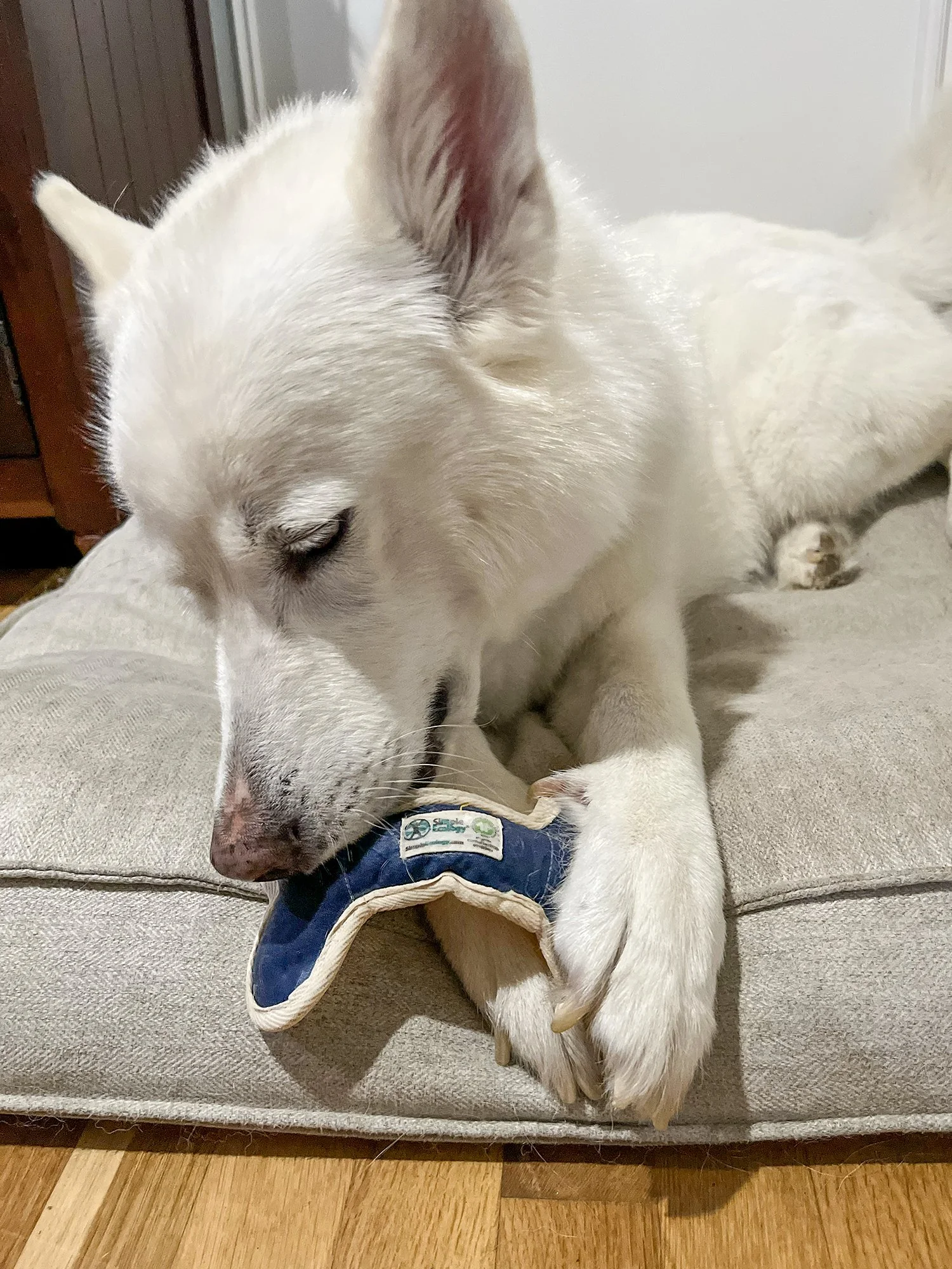Dog toys in action 3.jpg