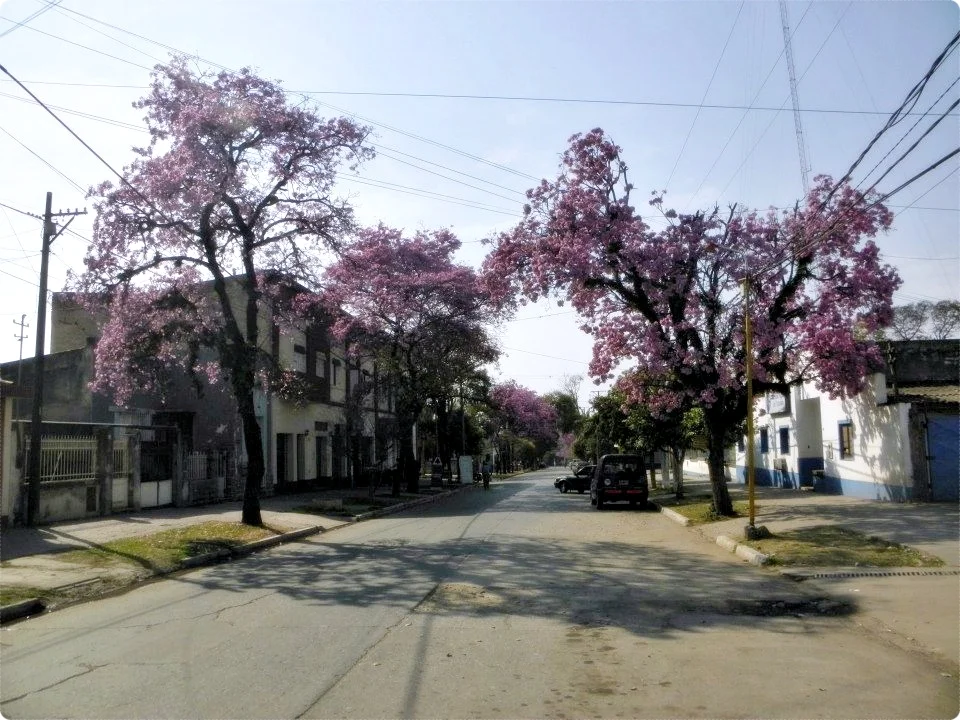 De árboles y de olvido