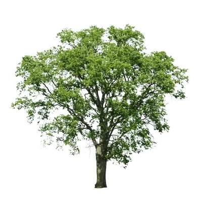 Un arbolito por pera