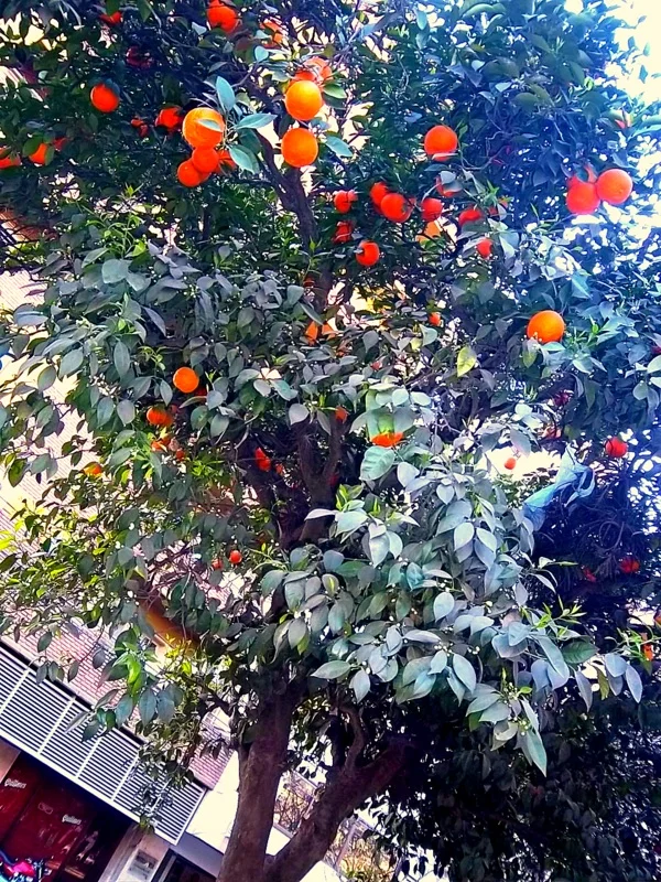 Una ley ambiental que no se respeta