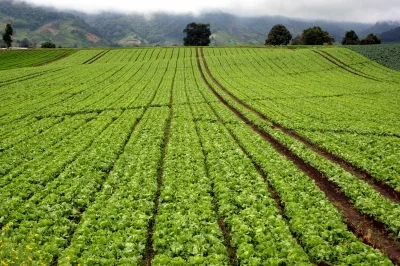 Fumigados e inundados