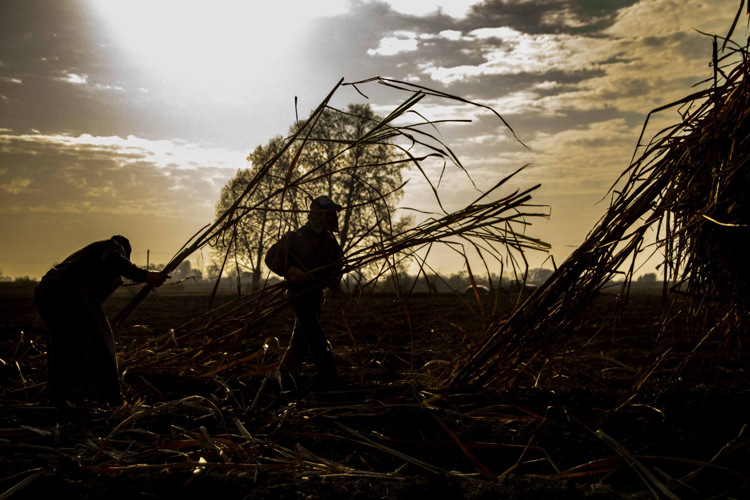  Trabajadores rurales a contraluz realizando la siembra tardía de caña de azúcar en la localidad de Yonopongo. 