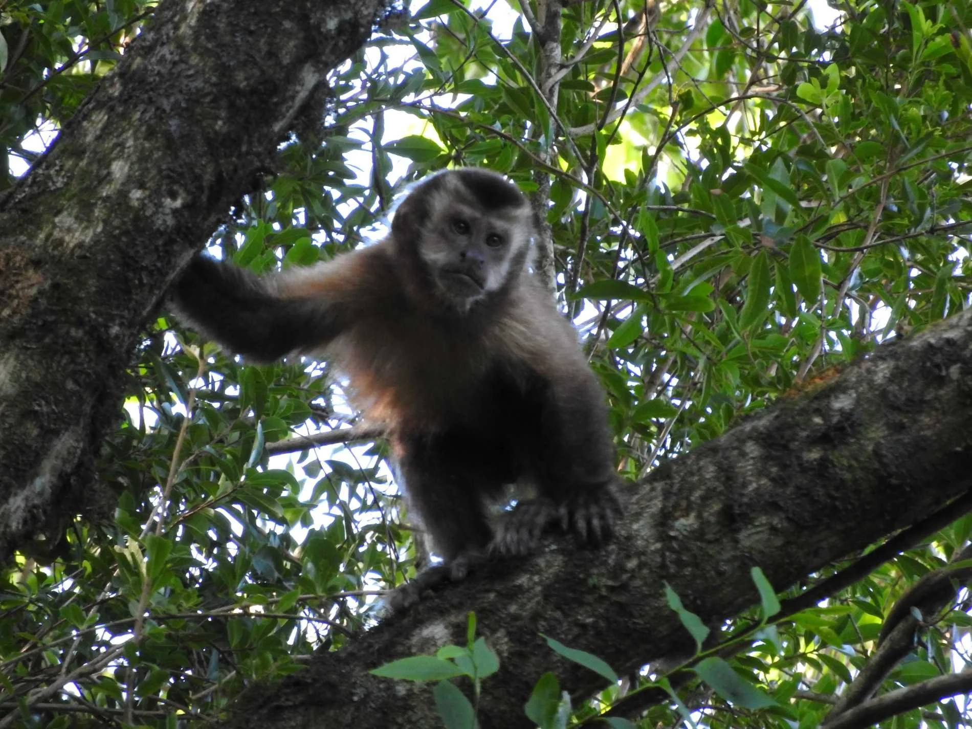 Viruela del mono: lo que hay que saber