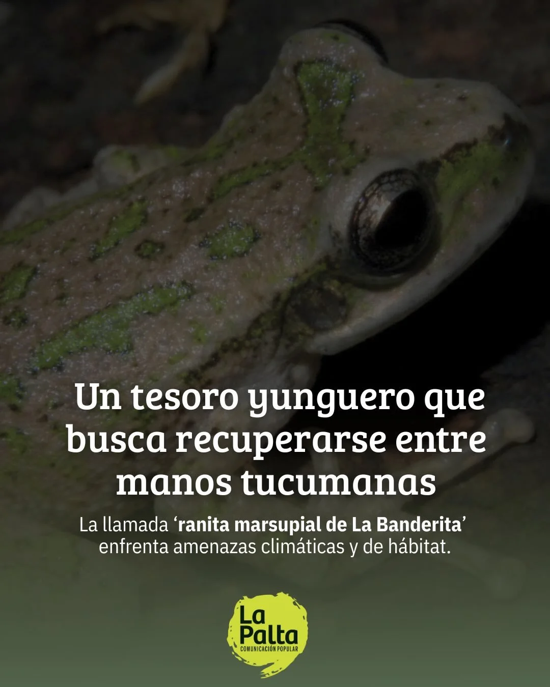 🐸💚 En el D&iacute;a del Animal hablamos de Gastrotheca gracilis, un particular anfibio que habita en los arboles entre Tucum&aacute;n y Catamarca.

🌳Fueron redescubiertas en 2011, luego de 20 a&ntilde;os de no ser vistas. A&uacute;n se conoce muy 