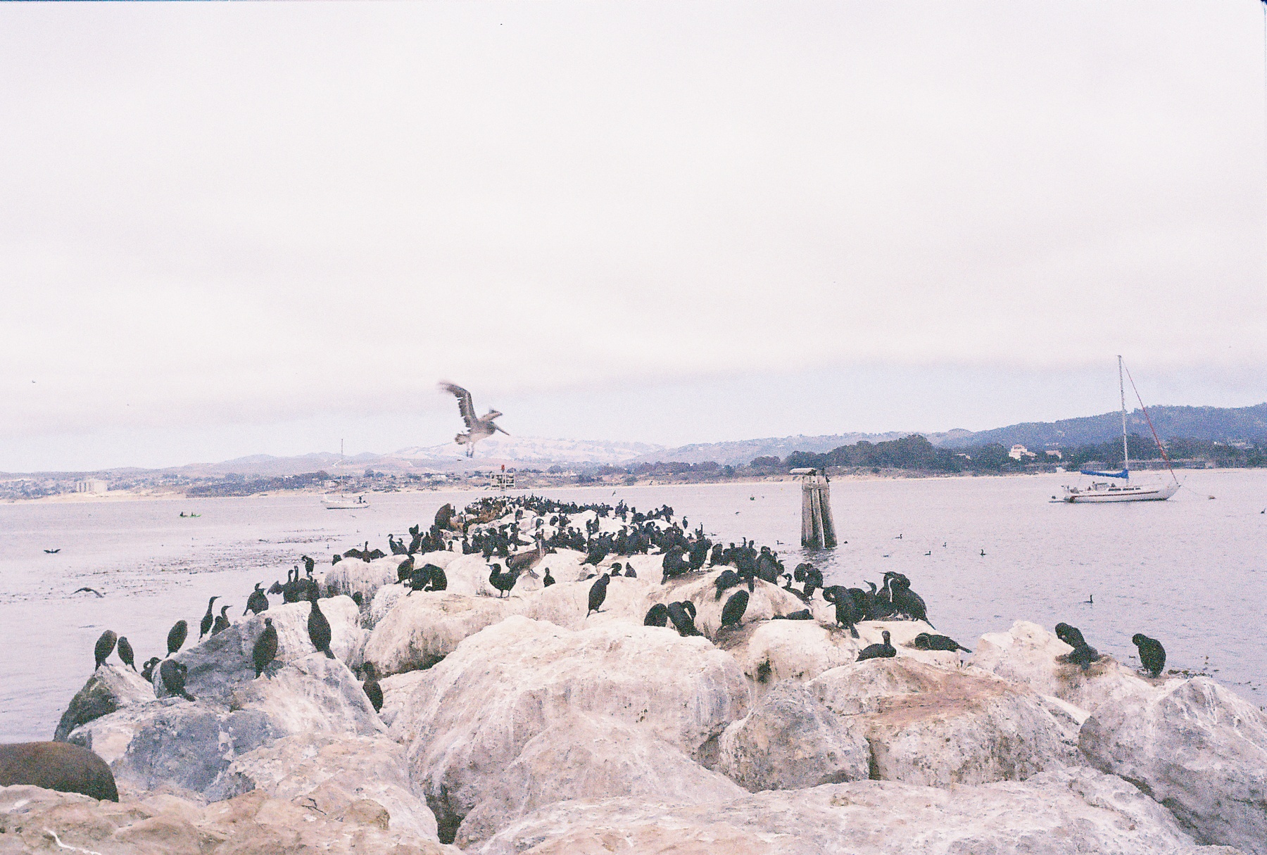 California Jetty with Birds