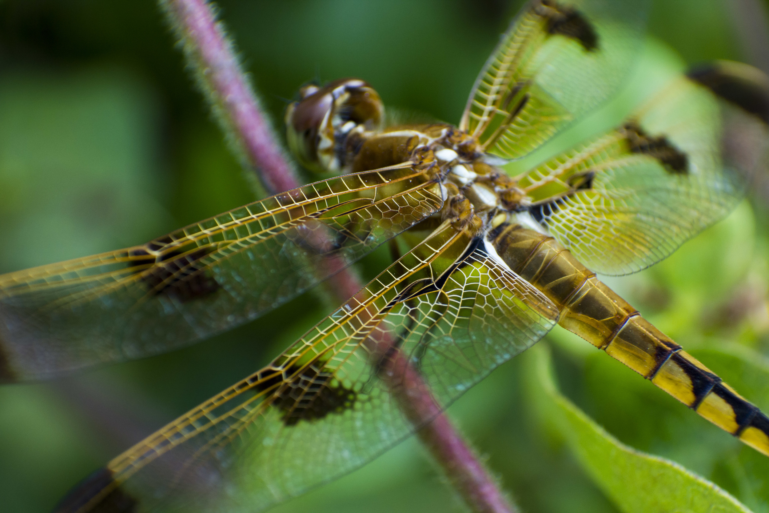 dragon fly up close