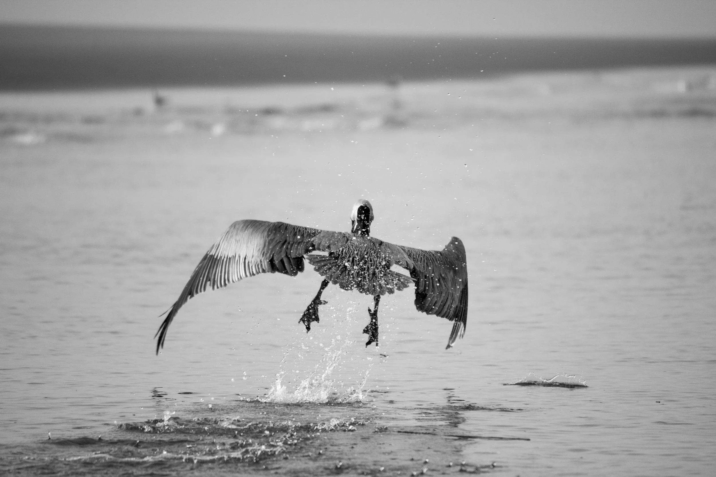 pelican takes off