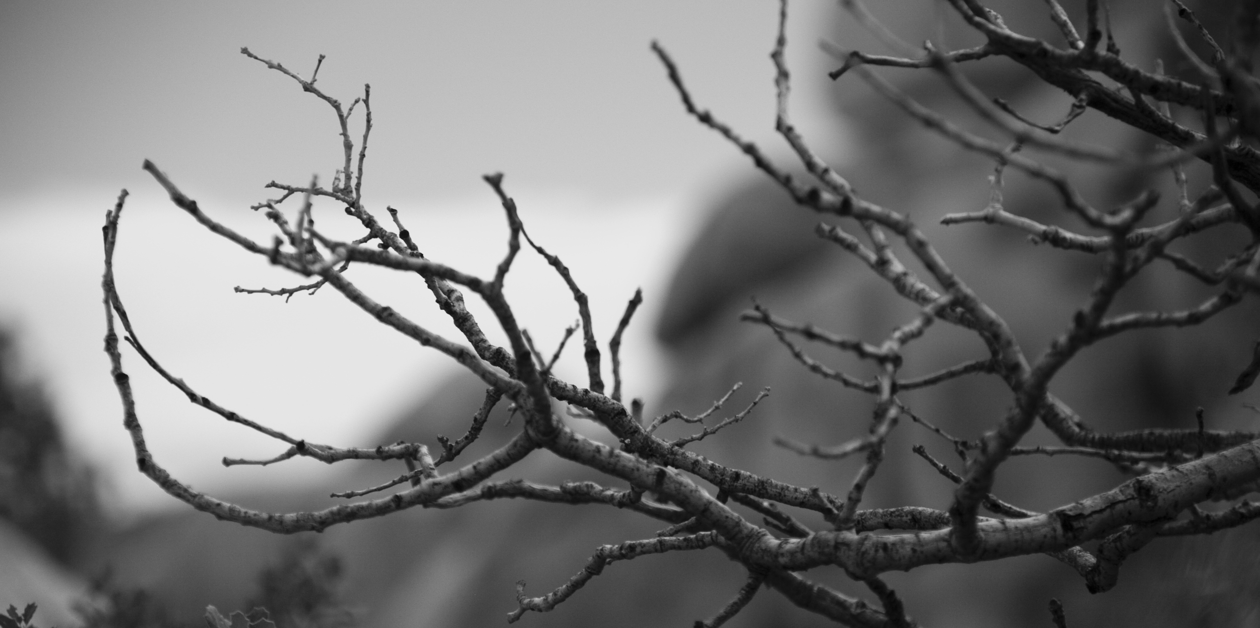 branch.jpg