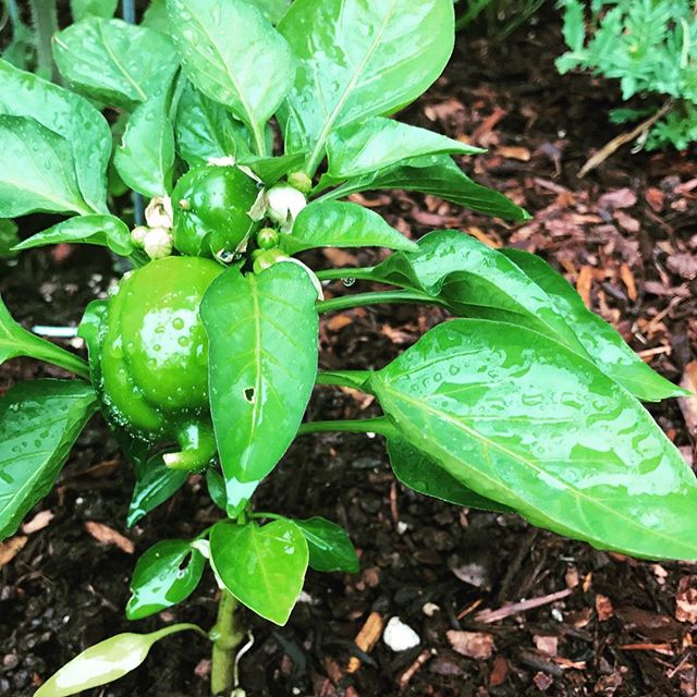 Good morning peppers. #Sunny days in the #PNW has made things pop!