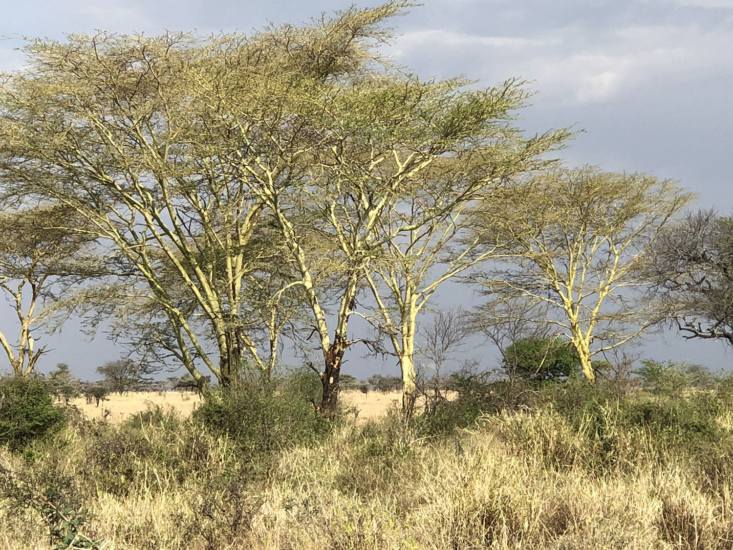 Trees on Serengeti