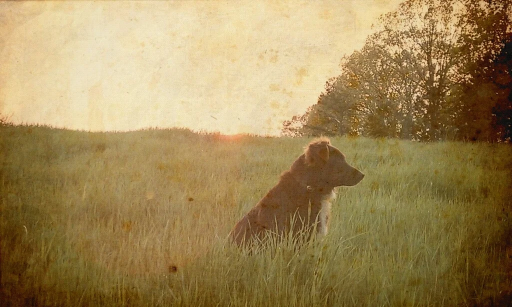 Sioux Vintage Sunset.JPG