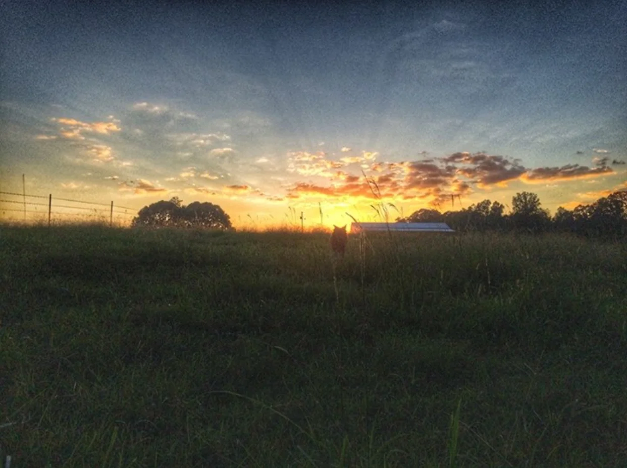 Jig - sunset langley - summer 2016.PNG