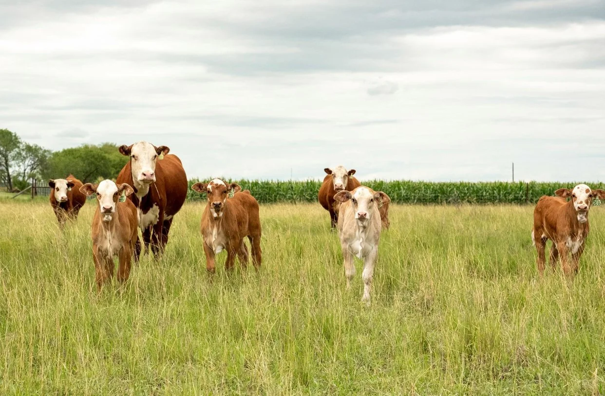 ST Genetics - Catalog Heifers 2.jpg