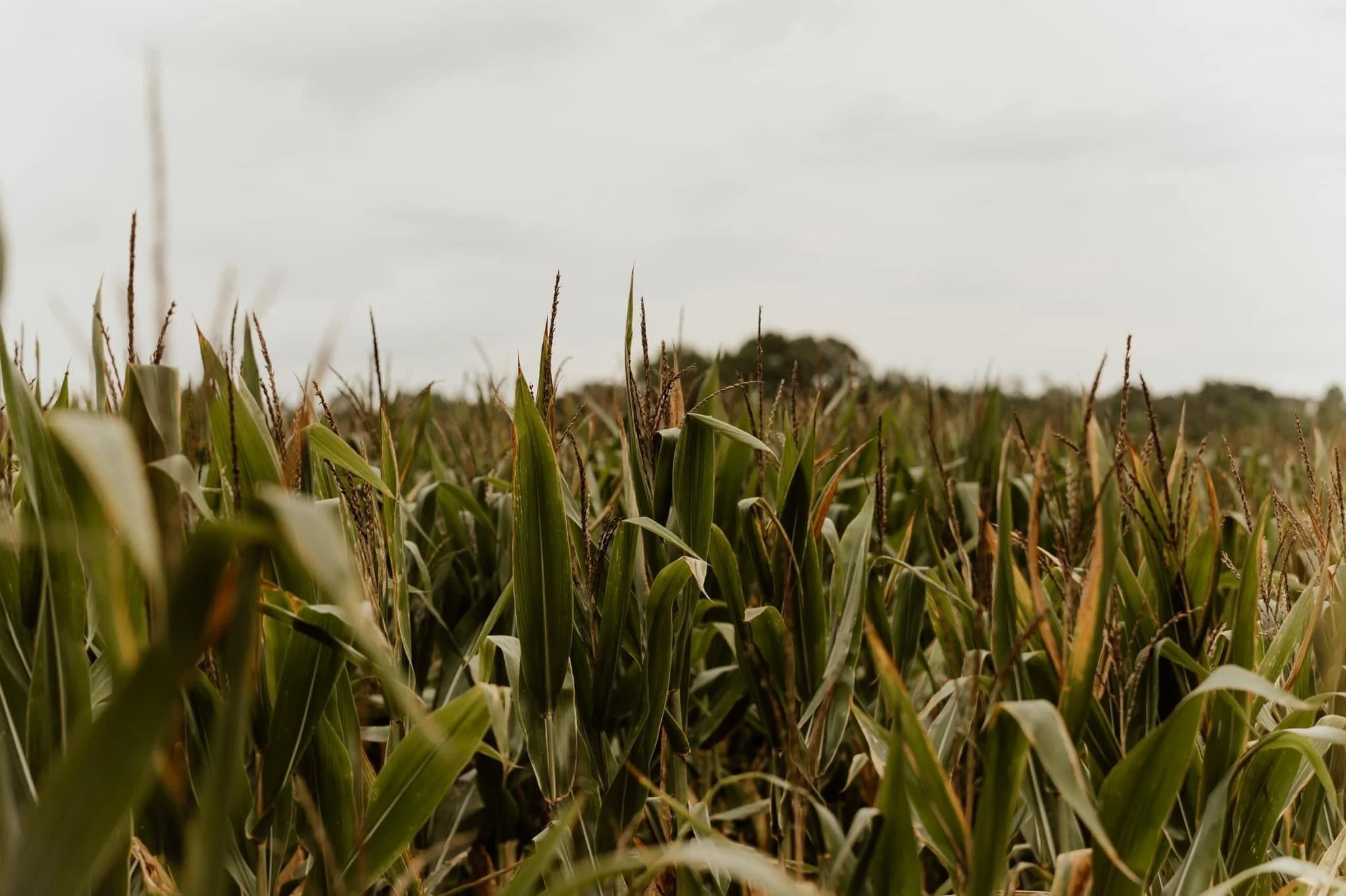 Background - Corn.JPG
