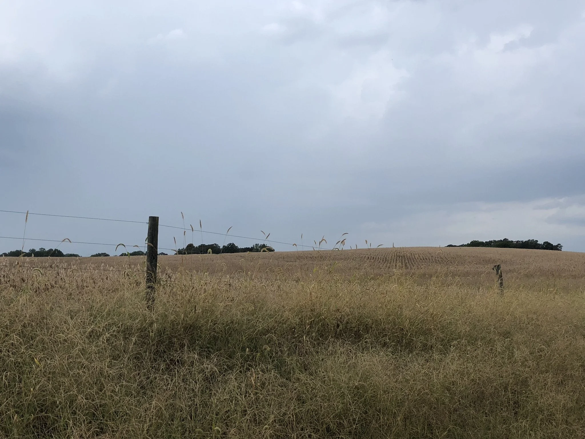 Background - Wheat Field 3.jpeg