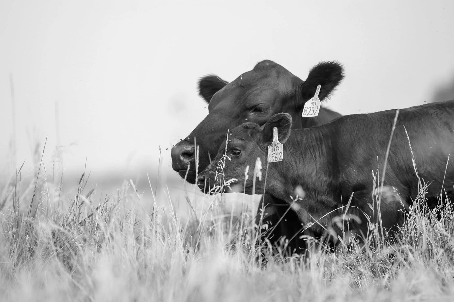 Angus Pair Background.JPG