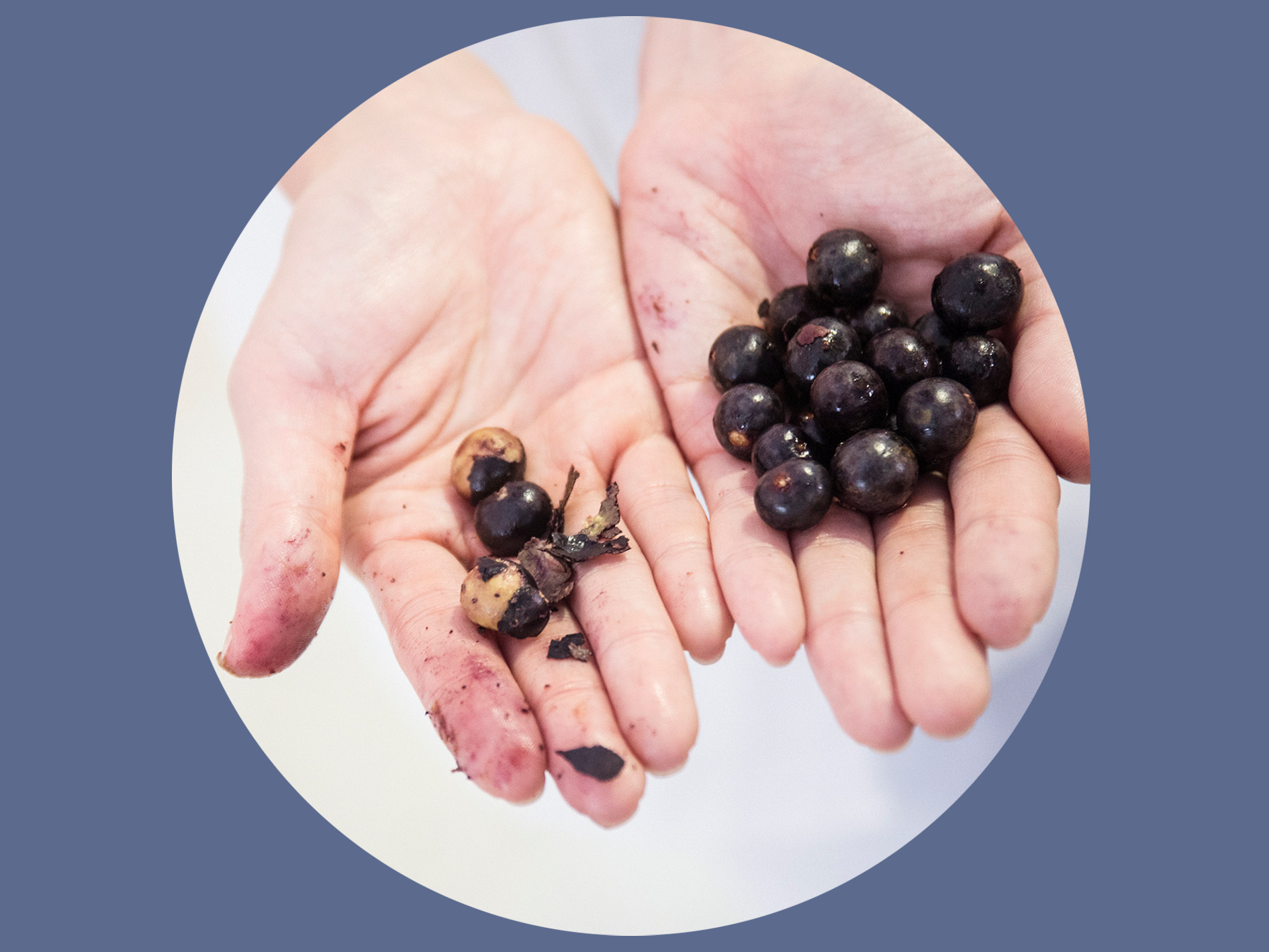 Left: ~90% seed and only ~10% skin per Açaí berry Right: Açaí berries