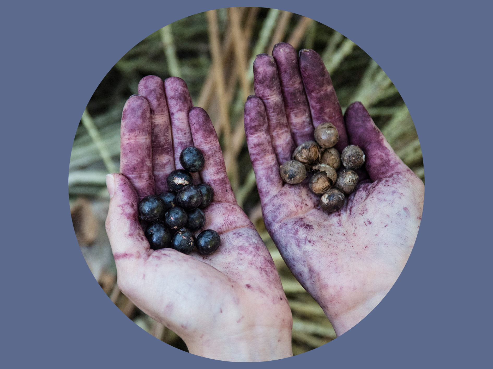 Left: Freshly picked Açaí berries Right: Fermented Açaí berries after 3 days
