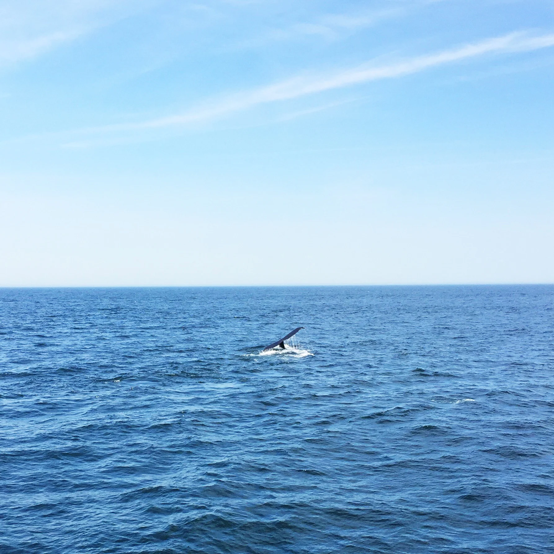 可遇不可求 Whale Watch