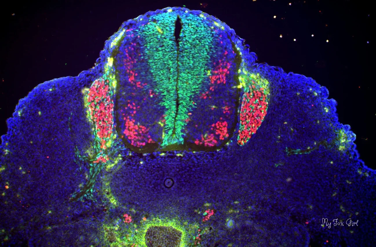 Mouse embryonic spinal cord