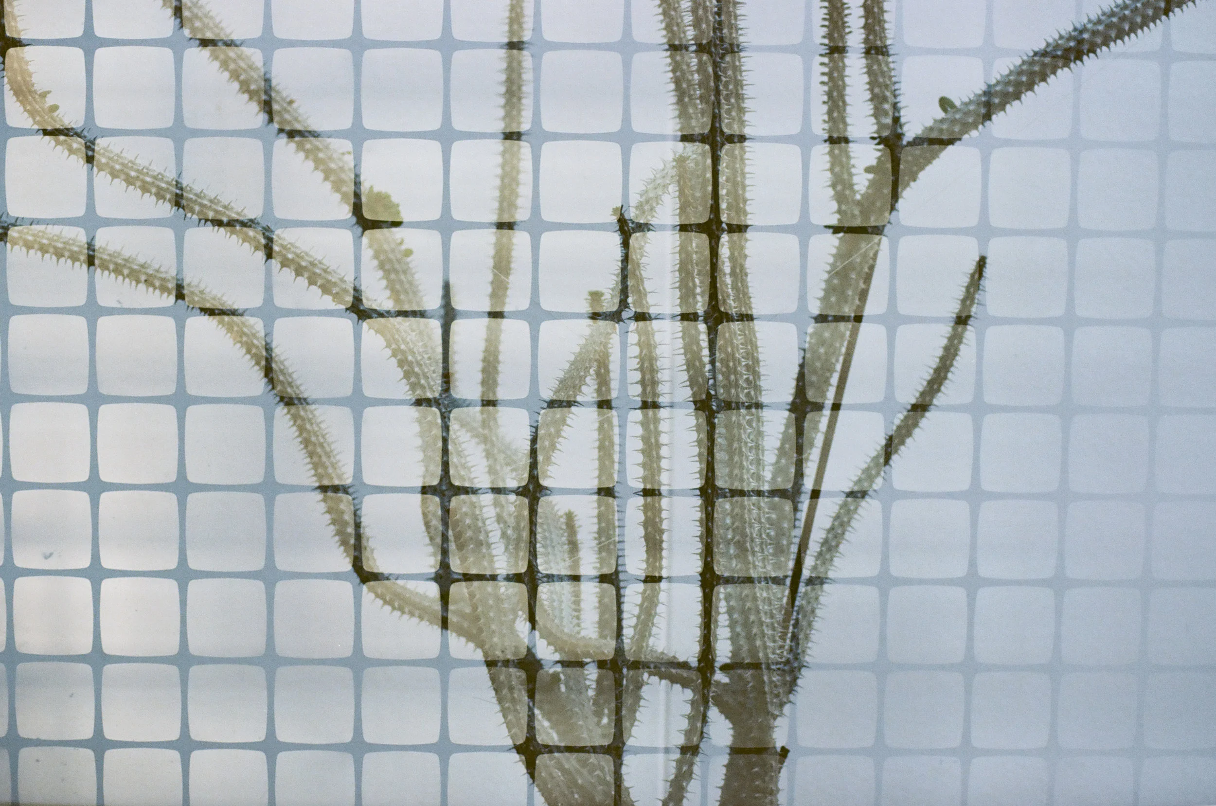 Double exposure photo on film; a sprawling cactus over a grid-like ceiling