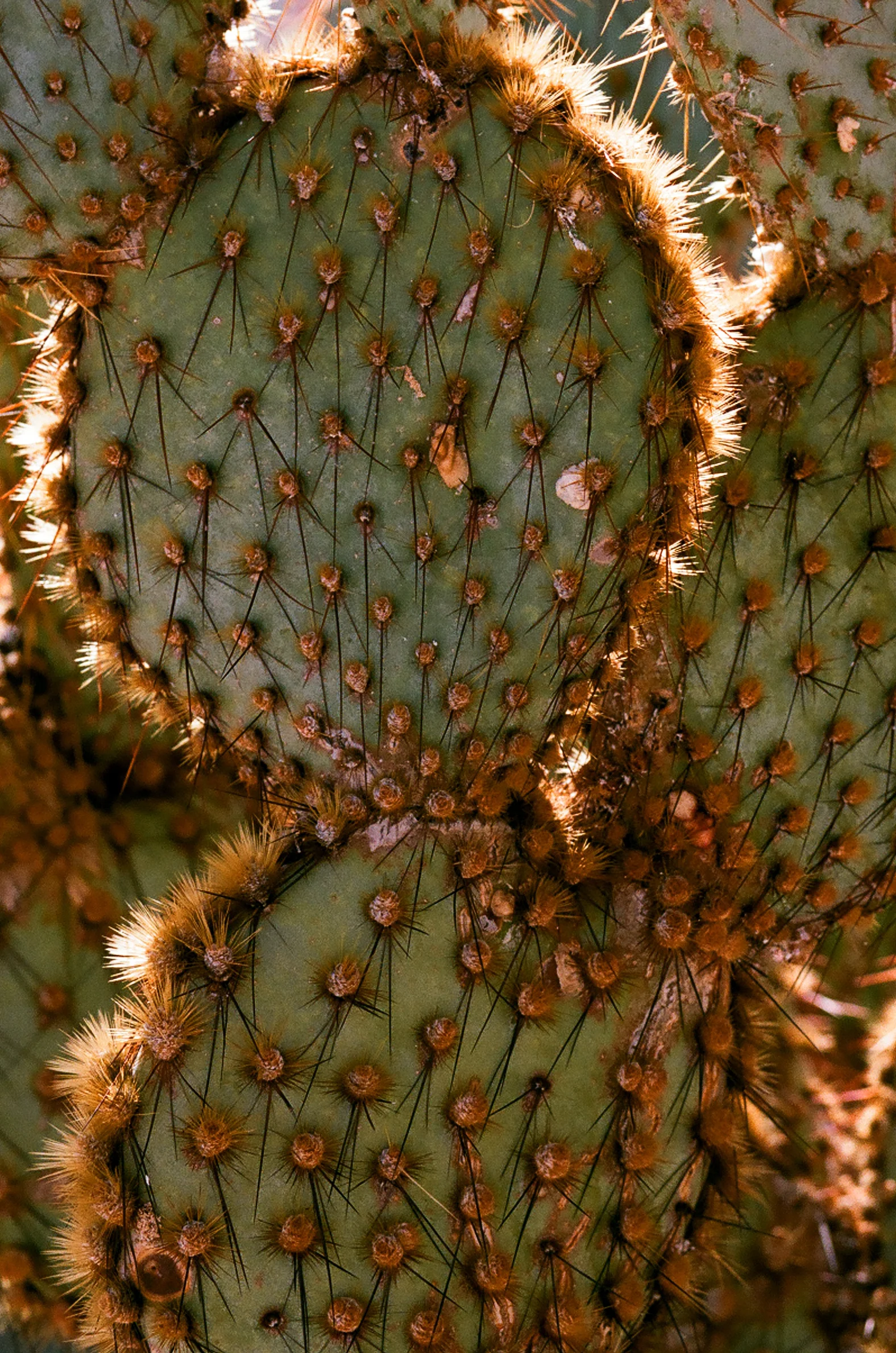 cameliamanea-cactus-texture.jpg