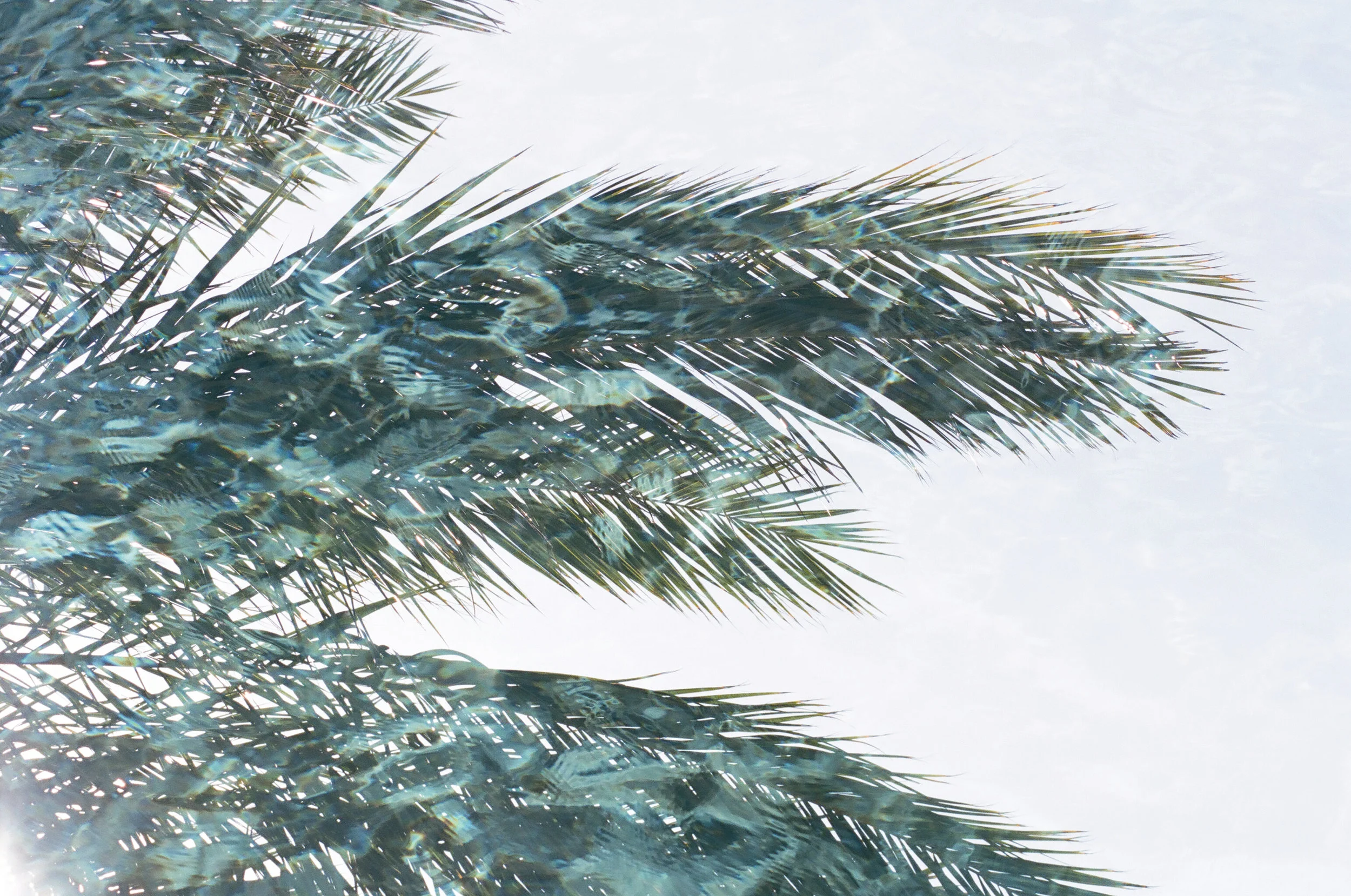 Double exposure photo of palm tree leaves in a pool reflection