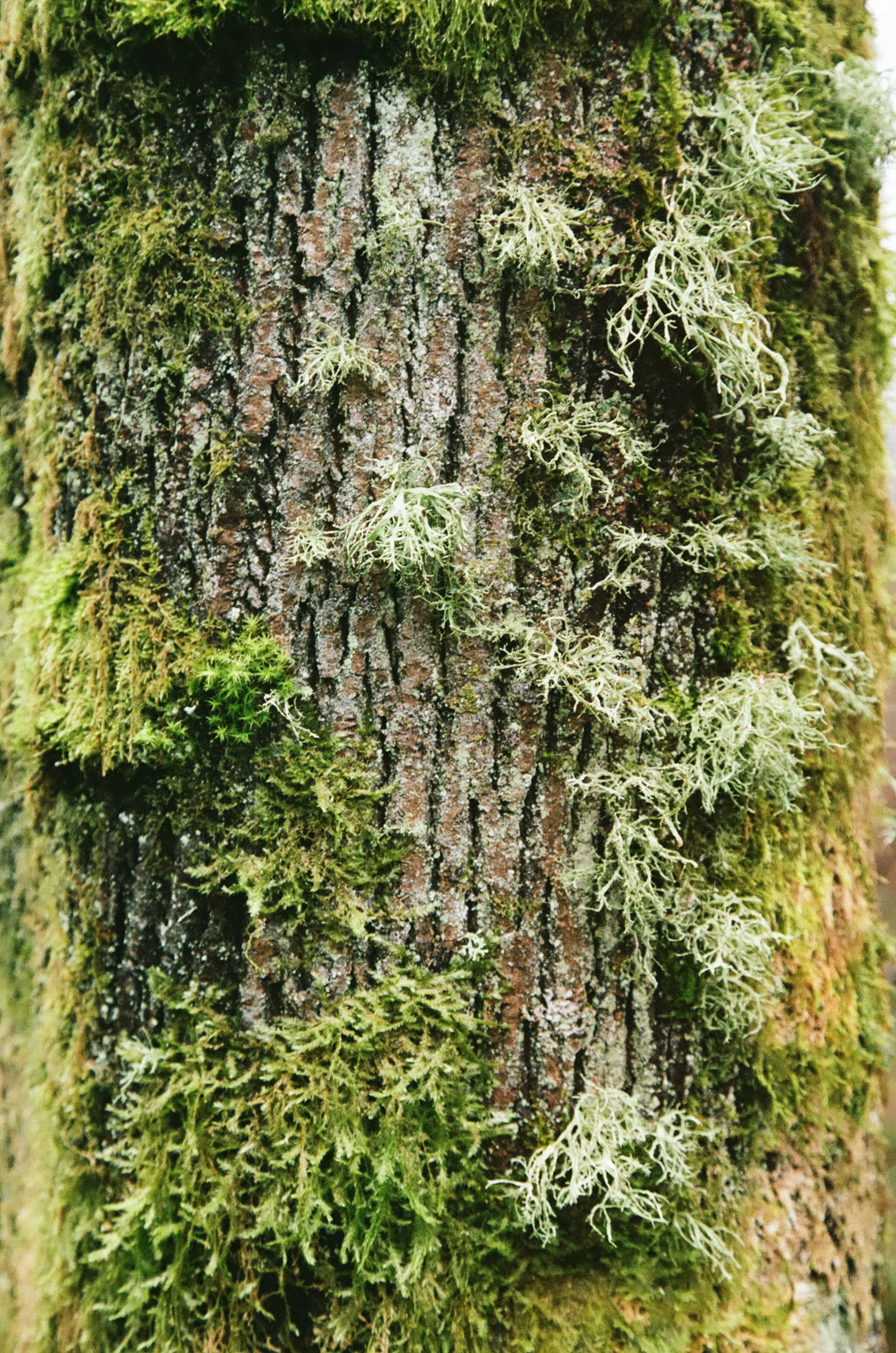 seattle-moss-tree-cameliamanea.jpg