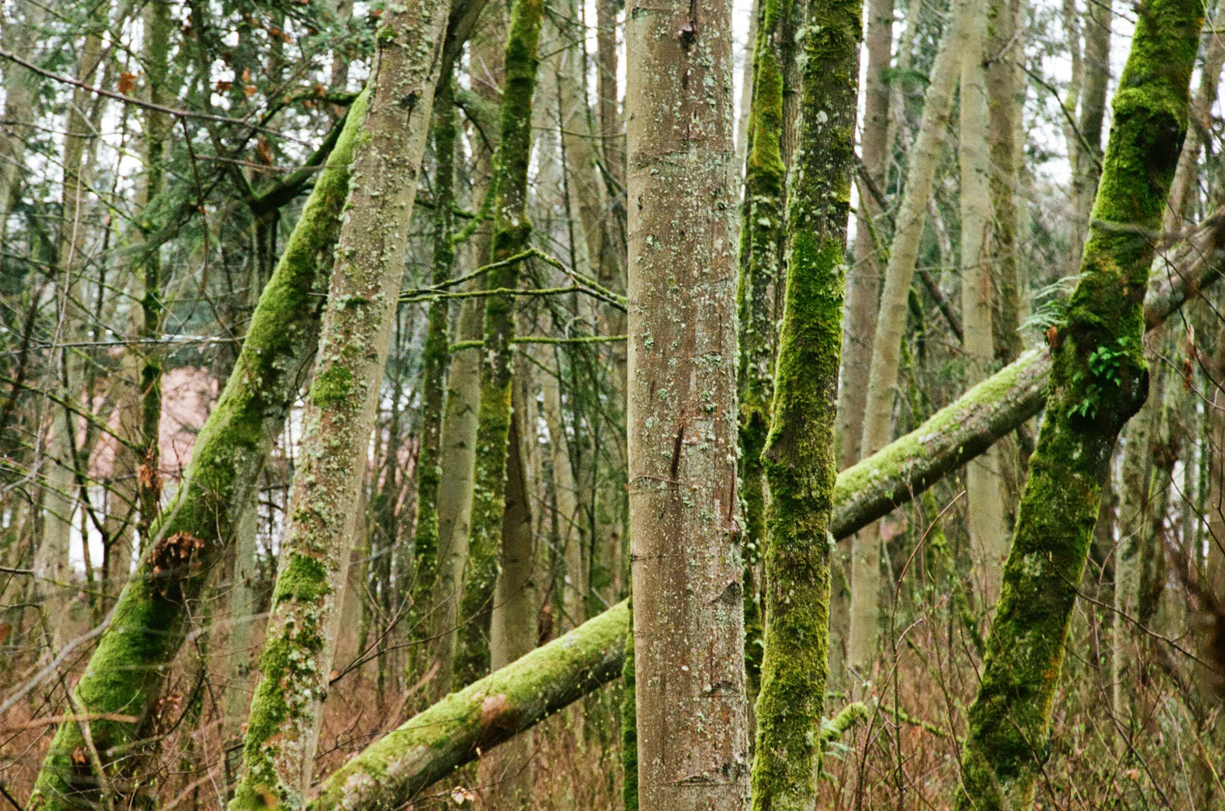 seattle-forest-trees-2-cameliamanea.jpg