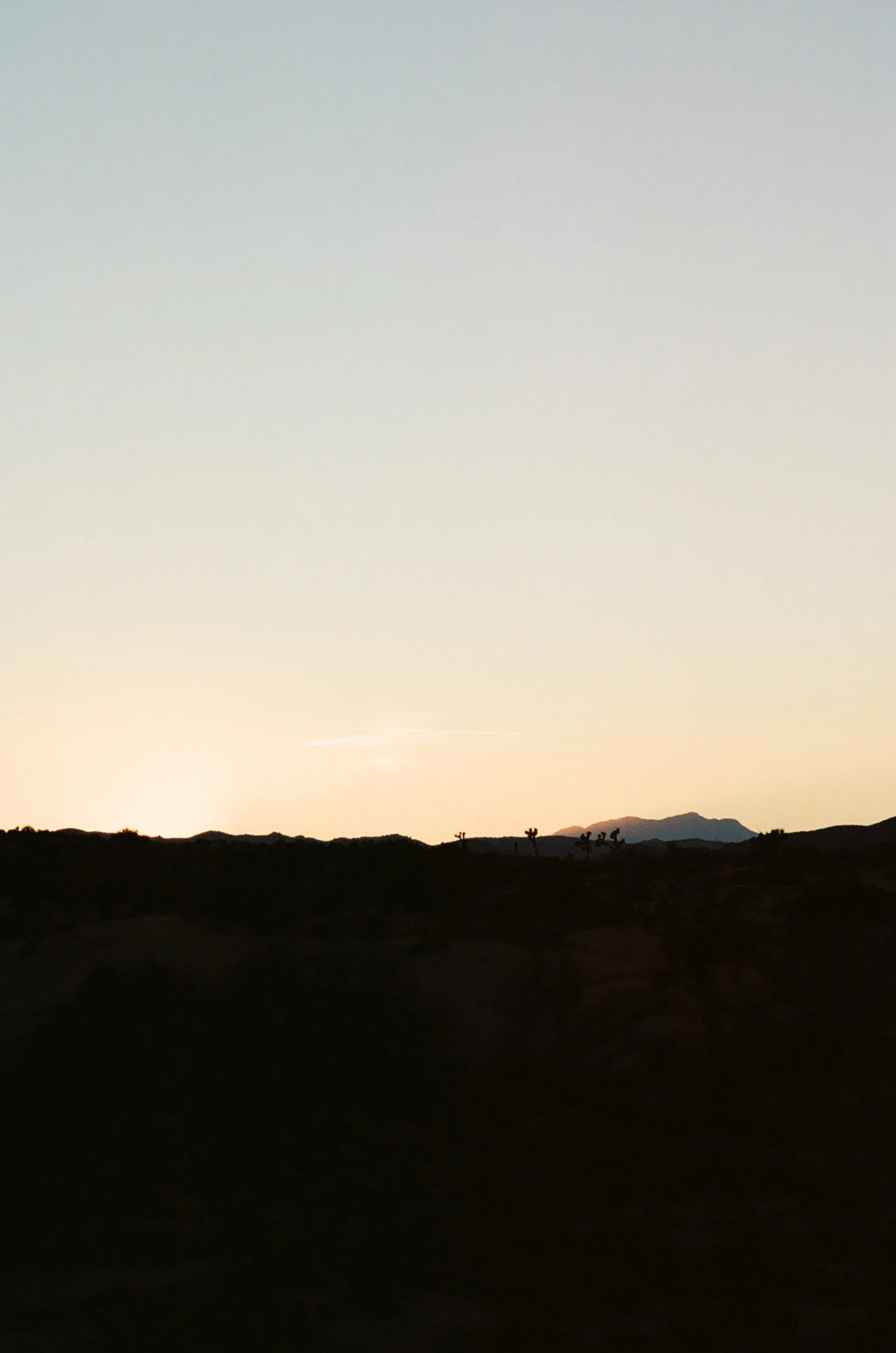 silhouette-sunset-joshua-tree-cameliamanea.jpg